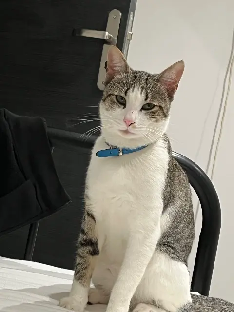 chat lost   91690 Saclas Skoty