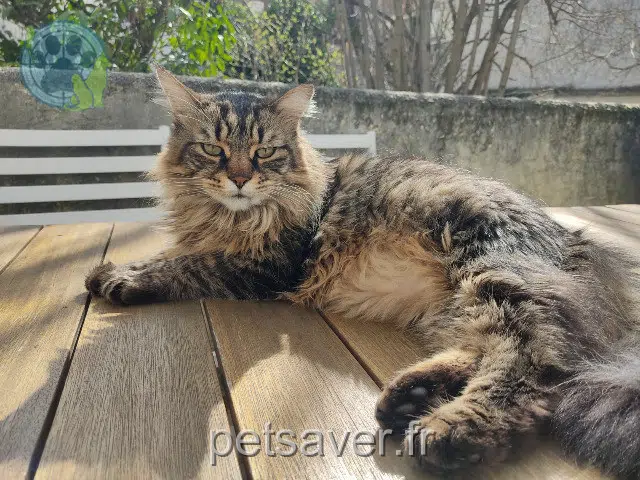 chat perdu 91260 Juvisy-sur-Orge Snow chat lost 91260 Juvisy-sur-Orge Snow