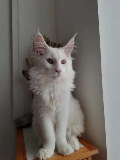 chat lost   91450 Soisy-sur-Seine Snow