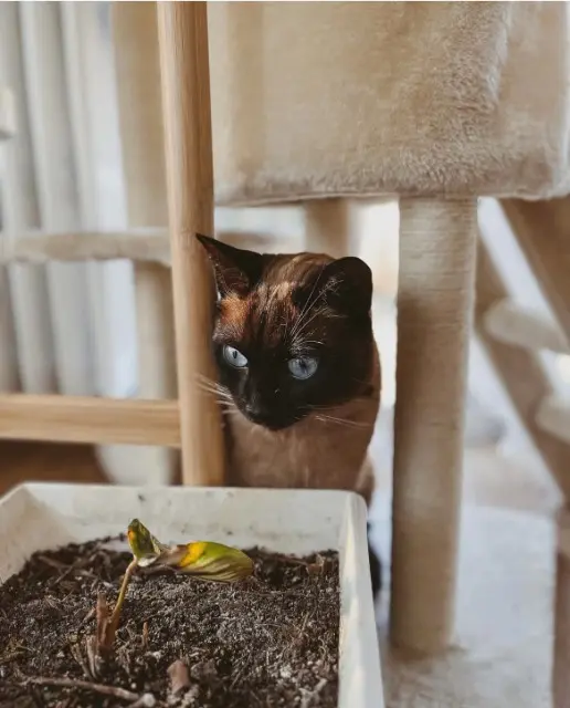 chat lost   91800 Brunoy Socrate