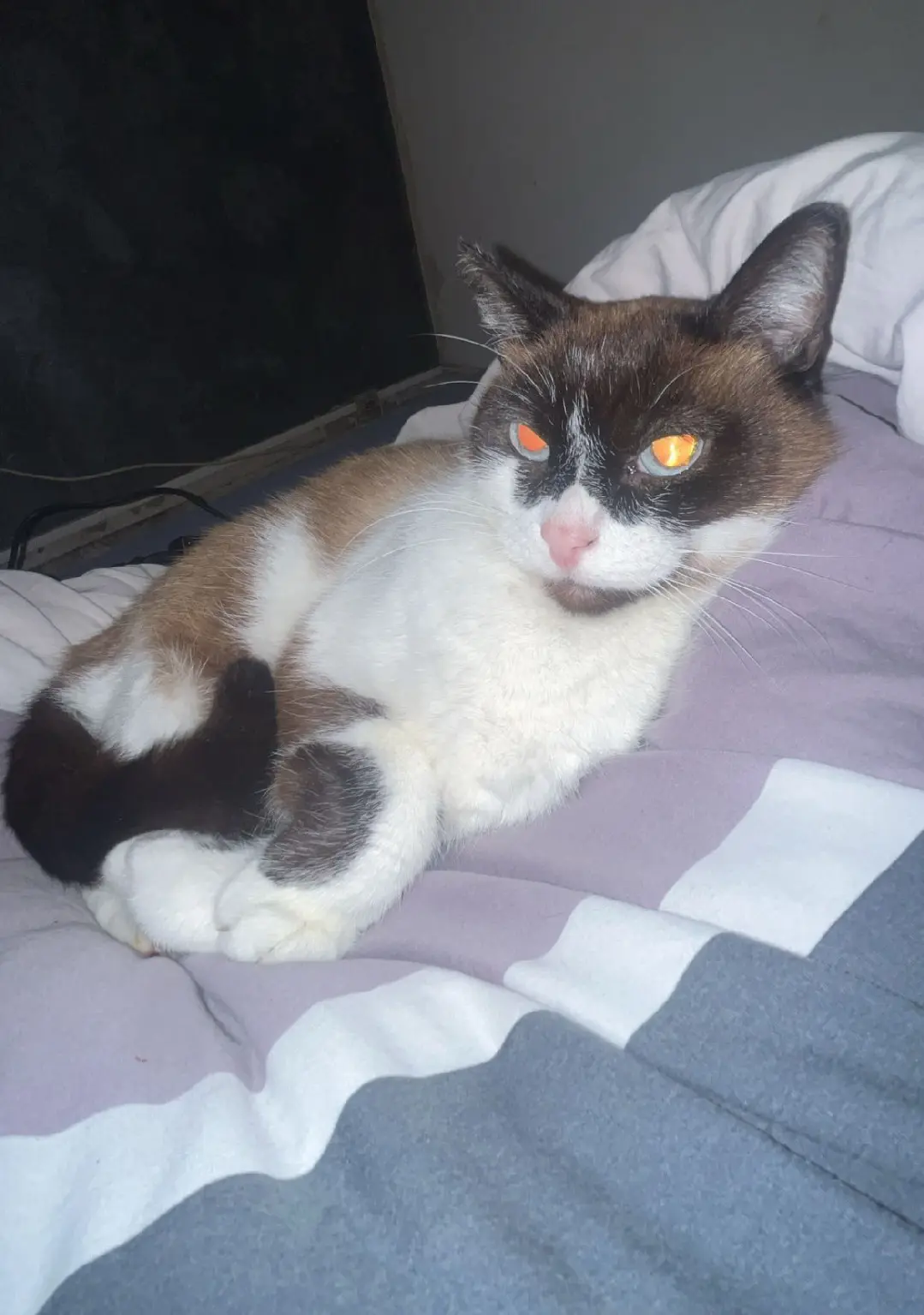 Chat Perdu 91 Essonne - Soleil Chat Perdu 91 Essonne - Soleil