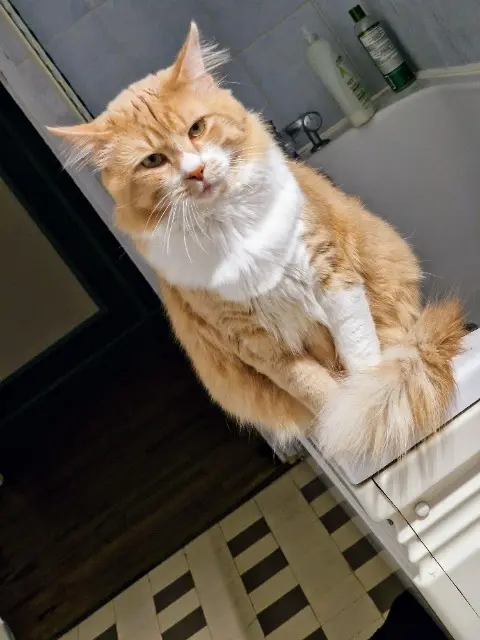 chat lost   91150 Étampes Spirou