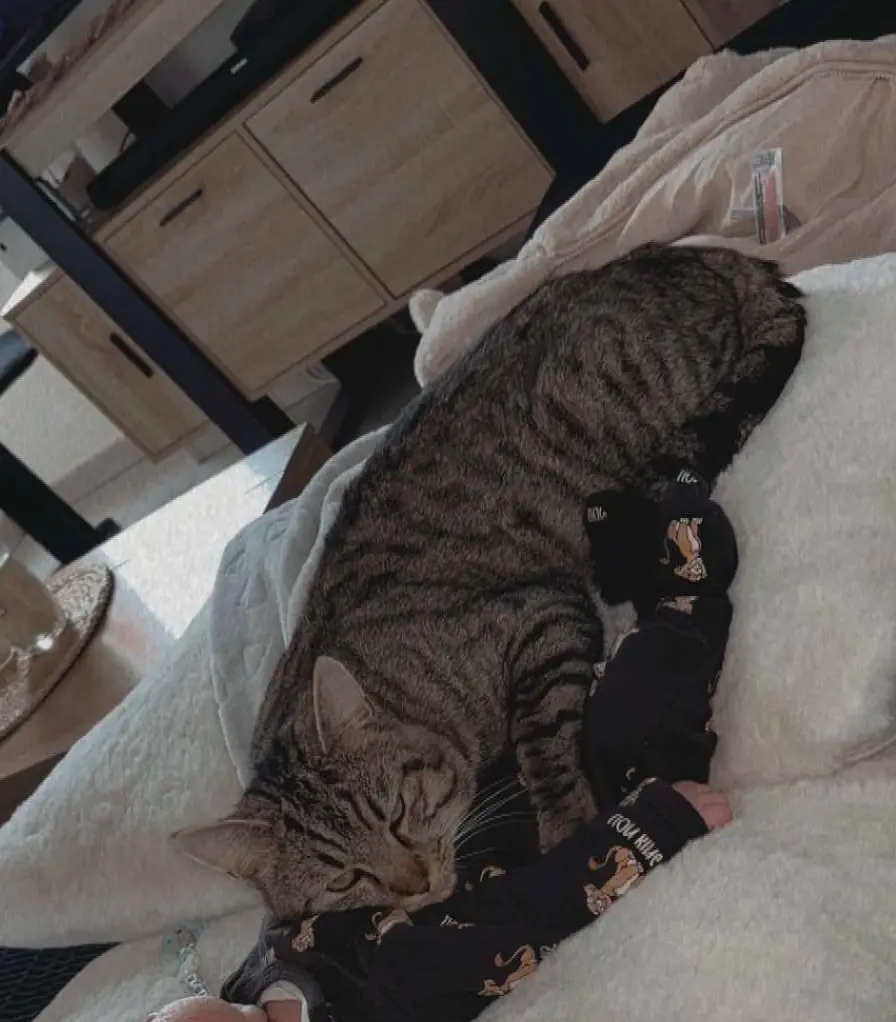 Chat Perdu 91 Essonne - Stitch Chat Perdu 91 Essonne - Stitch
