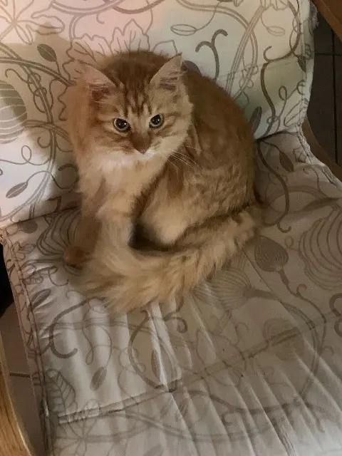 chat lost   91580 Étréchy Sunny