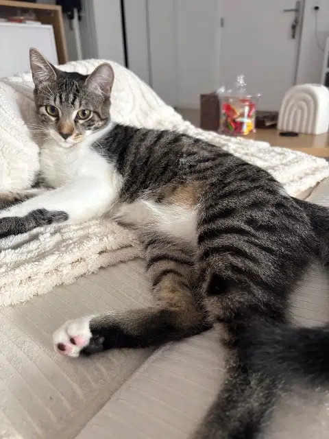 chat lost   91200 Athis-Mons Sushi