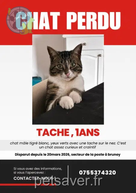 chat lost   91800 Brunoy Tache