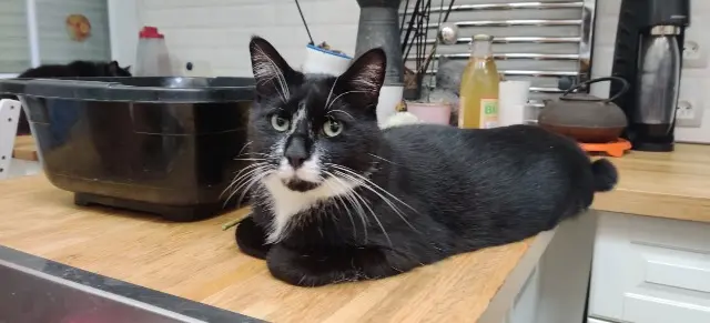 chat lost   91600 Savigny-sur-Orge Tagada