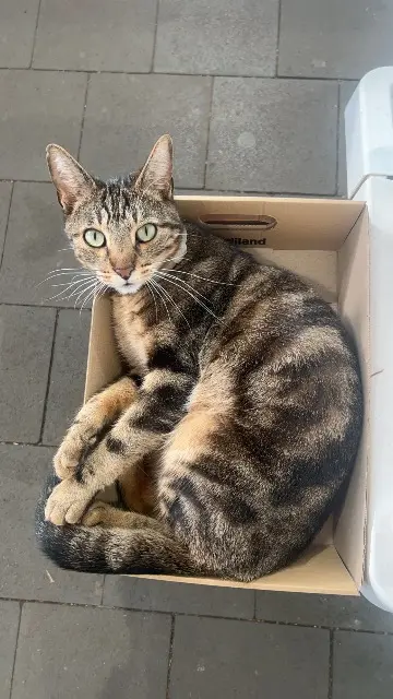 chat lost   91100 Villabé Taiko