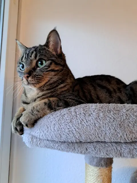 chat lost   91140 Villebon-sur-Yvette Tao