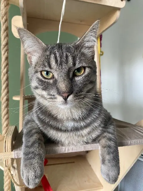 chat lost   91680 Bruyères-le-Châtel Tartine