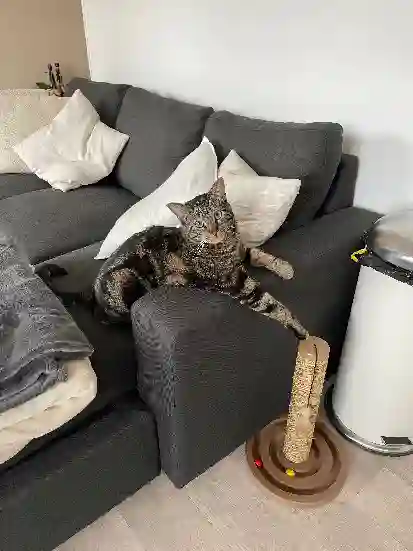 Chat Perdu 91 Essonne - Teetoo Chat Perdu 91 Essonne - Teetoo