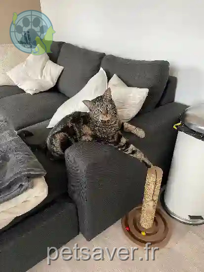 Chat Perdu 91 Essonne - Teetoo Chat Perdu 91 Essonne - Teetoo