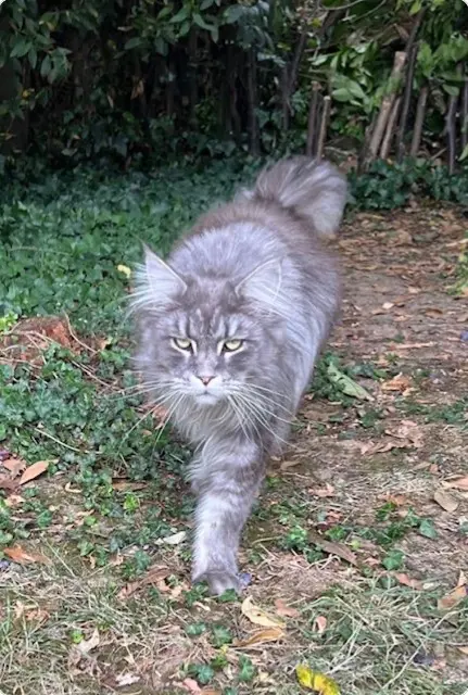 chat lost   91600 Savigny-sur-Orge Tennessee