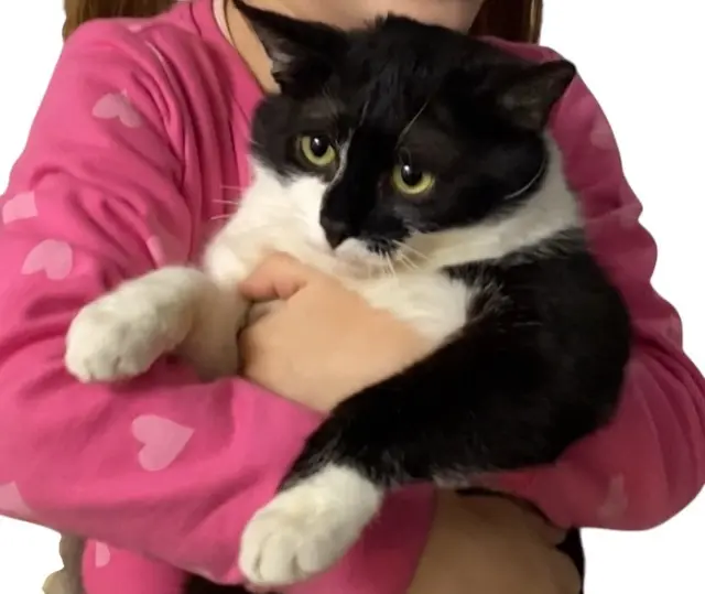 chat lost   91150 Étampes Thomas