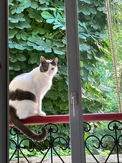 chat lost   91150 Champmotteux Ticha