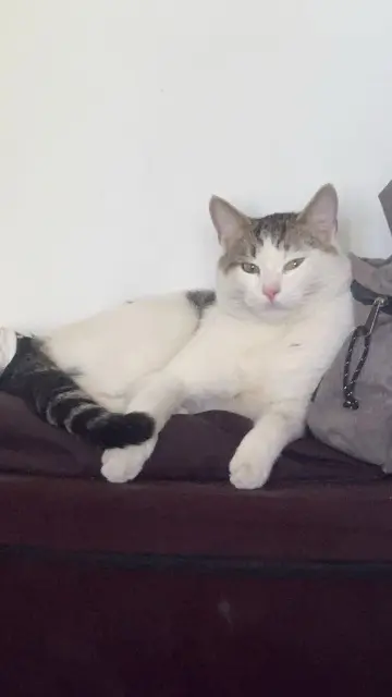 chat lost   91940 Gometz-le-Châtel Tigrou