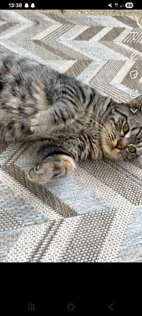 chat lost   91200 Athis-Mons Tigry