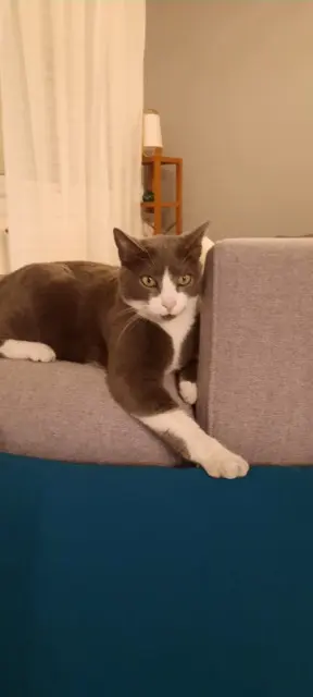 chat lost   91270 Vigneux-sur-Seine Tim