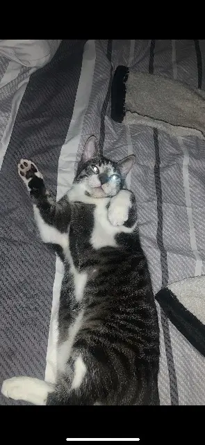 chat lost   91130 Ris-Orangis Timi