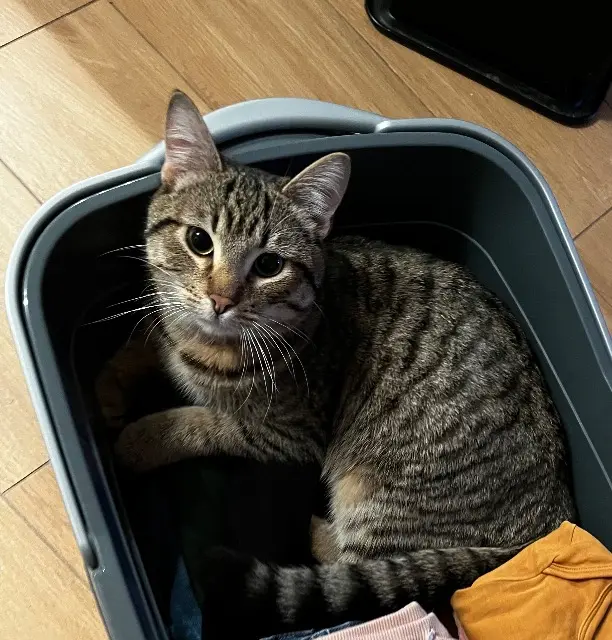 chat lost   91820 Boutigny-sur-Essonne Titi