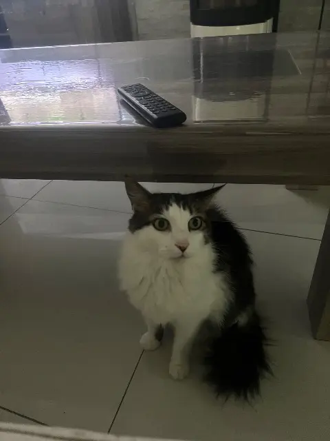 chat lost   91820 Boutigny-sur-Essonne Titou