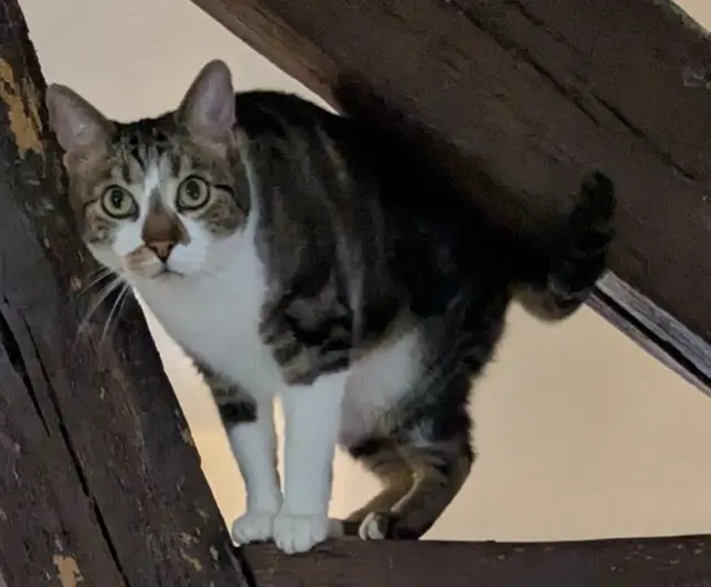 chat lost   91150 Étampes Toad