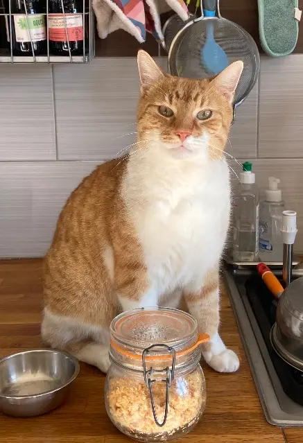 chat lost   91470 Angervilliers Todd