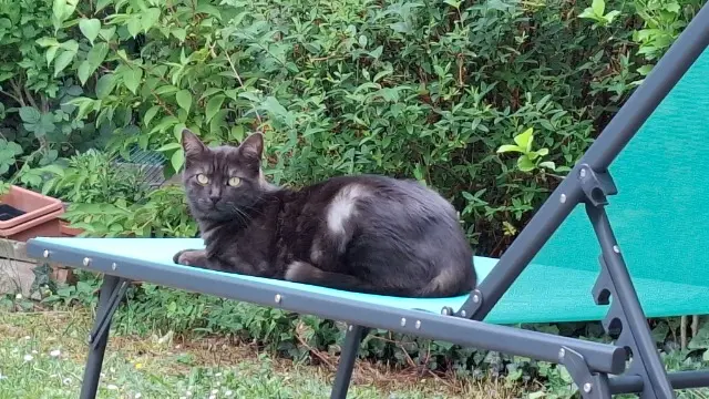 chat lost   91220 Brétigny-sur-Orge Tokyo