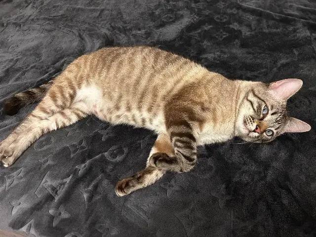 chat lost   91290 Arpajon Touti
