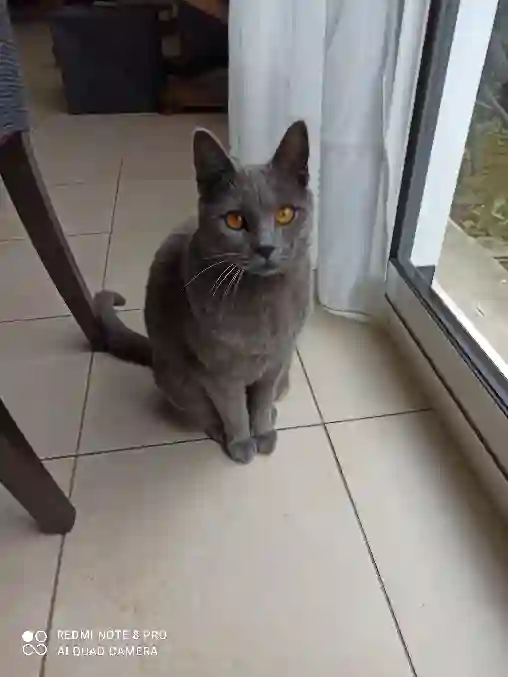 Chat Perdu 91 Essonne - Triskell Chat Perdu 91 Essonne - Triskell