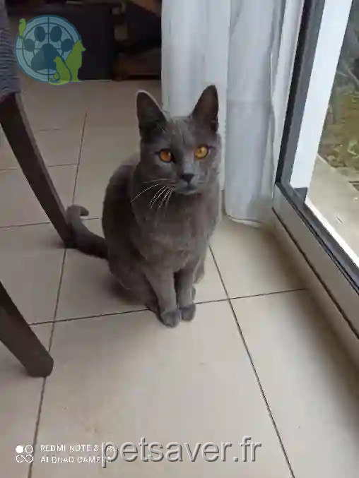 Chat Perdu 91 Essonne - Triskell Chat Perdu 91 Essonne - Triskell