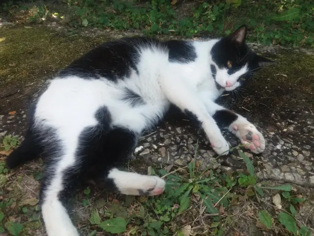 chat lost    Évry-Courcouronnes Trésor