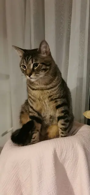 chat lost   91200 Athis-Mons Twix