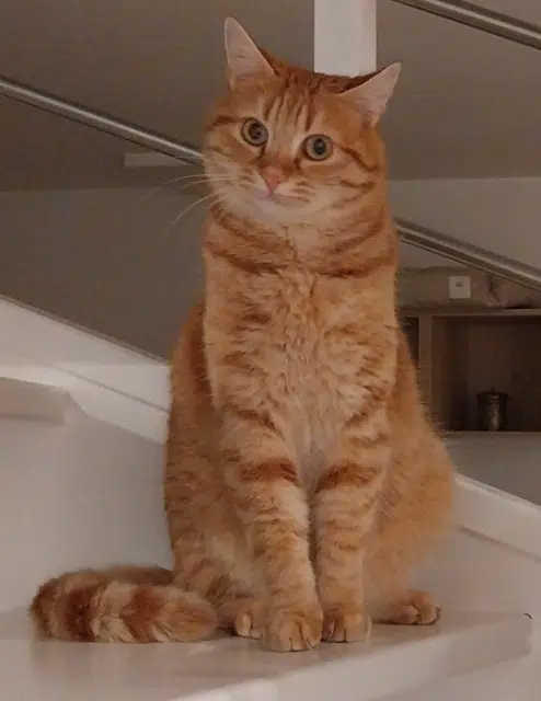 chat lost   91720 Maisse Ubux