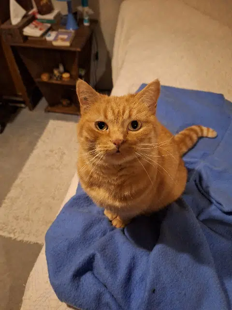 chat lost   91220 Brétigny-sur-Orge Ulysse