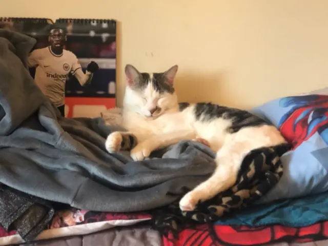 chat lost   91820 Boutigny-sur-Essonne Uno