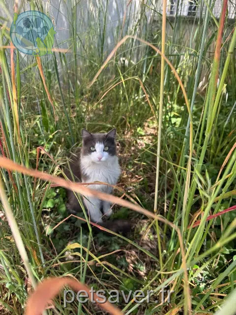 chat perdu 91330 Yerres Ussop chat lost 91330 Yerres Ussop