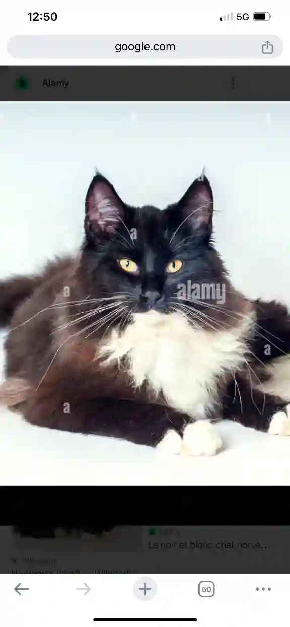 Chat Perdu 91 Essonne - Vyt-he-pao Chat Perdu 91 Essonne - Vyt-he-pao