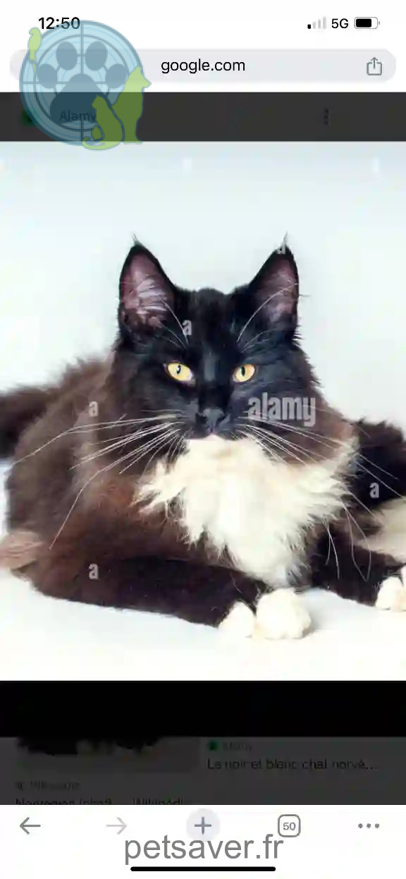 Chat Perdu 91 Essonne - Vyt-he-pao Chat Perdu 91 Essonne - Vyt-he-pao