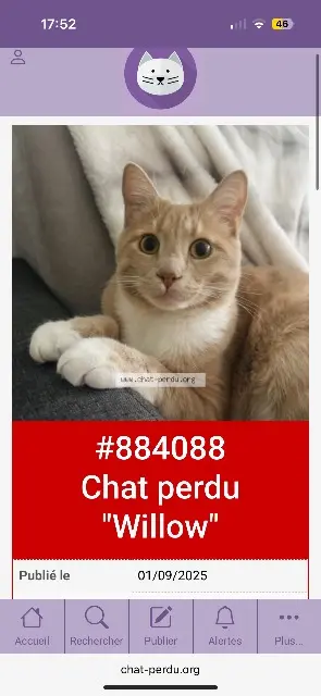 gatto perso 91220 Brétigny-sur-Orge Willow gatto lost 91220 Brétigny-sur-Orge Willow