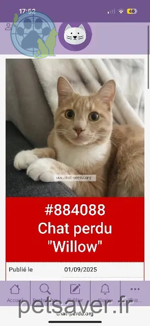 kater vermist 91220 Brétigny-sur-Orge Willow kater lost 91220 Brétigny-sur-Orge Willow