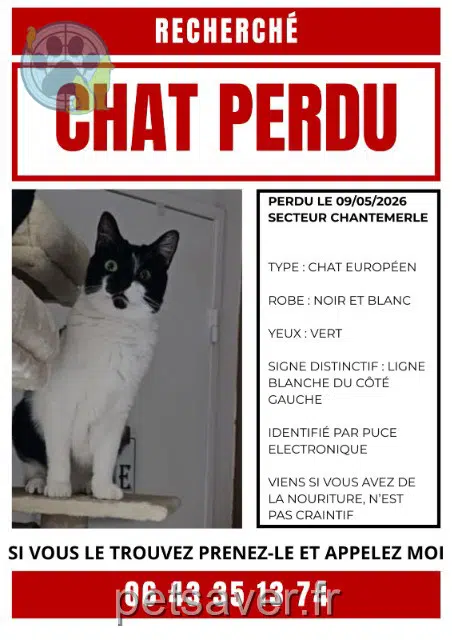 chat lost   91100 Corbeil-Essonnes Wilson