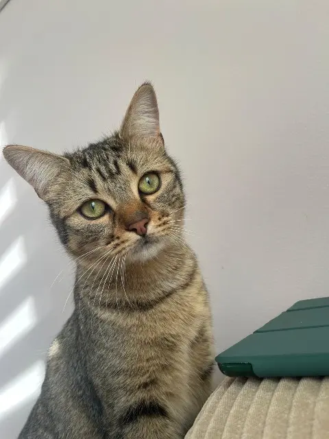 gato perdido 91250 Saintry-sur-Seine Winnie gato lost 91250 Saintry-sur-Seine Winnie