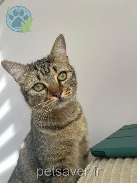 chat perdu 91250 Saintry-sur-Seine Winnie chat lost 91250 Saintry-sur-Seine Winnie