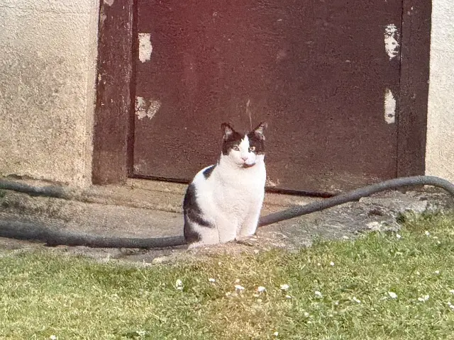 chat lost   91600 Savigny-sur-Orge Wooper
