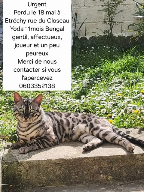 chat lost   91580 Étréchy Yoda