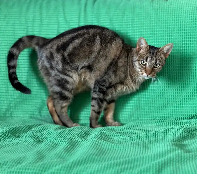 chat lost   91480 Quincy-sous-Sénart Yoda