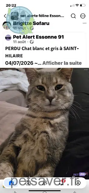 chat lost 91780 Saint-Hilaire Yopi