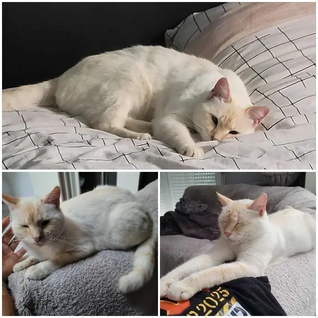 chat lost   91650 Breuillet Yoshi