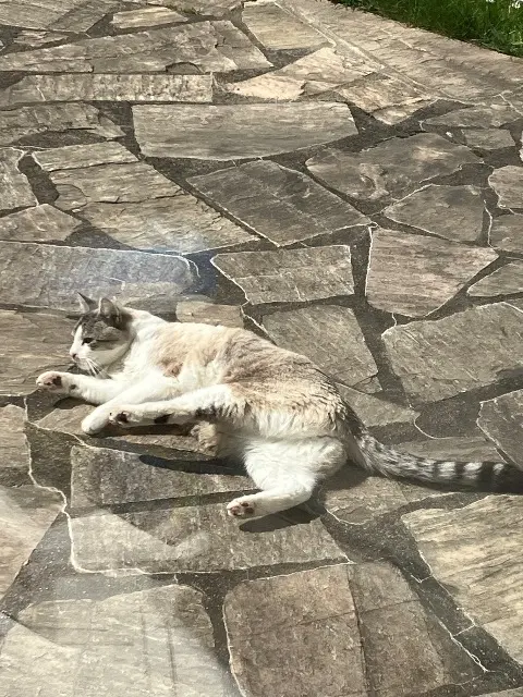 chat lost   91370 Verrières-le-Buisson Zucchini